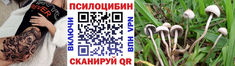 наркотики  Кашин  Галлюциногенные грибы Psilocybe 